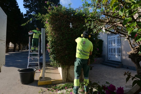 Parques y Jardines planta más de 1.600 crisantemos en los cementerios municipales de Cartagena por la festividad de Todos los Santos