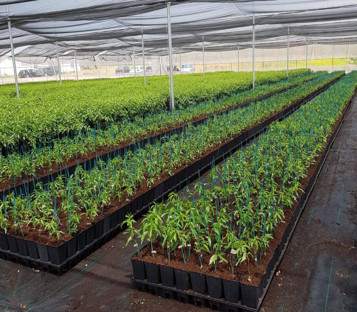 Nazca compra la empresa agrotecnológica valenciana SanSan