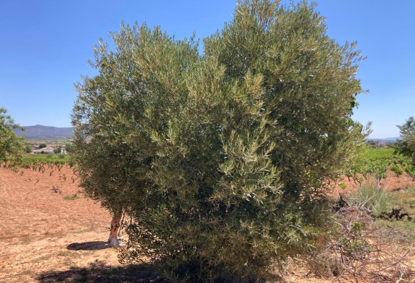 Almazaras de Castellón cierran por la sequía: la falta de cosecha de oliva las deja bajos mínimos