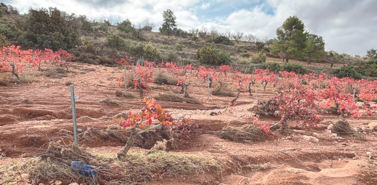 El Consell elimina este año una ayuda para replantar cultivos afectados por la Dana y culpa al Gobierno del retraso en reparar accesos y terrenos