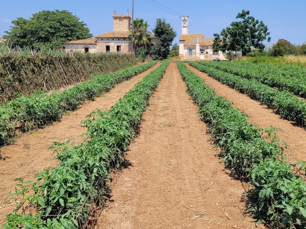 Campos actuales en Catarroja de Saifresc