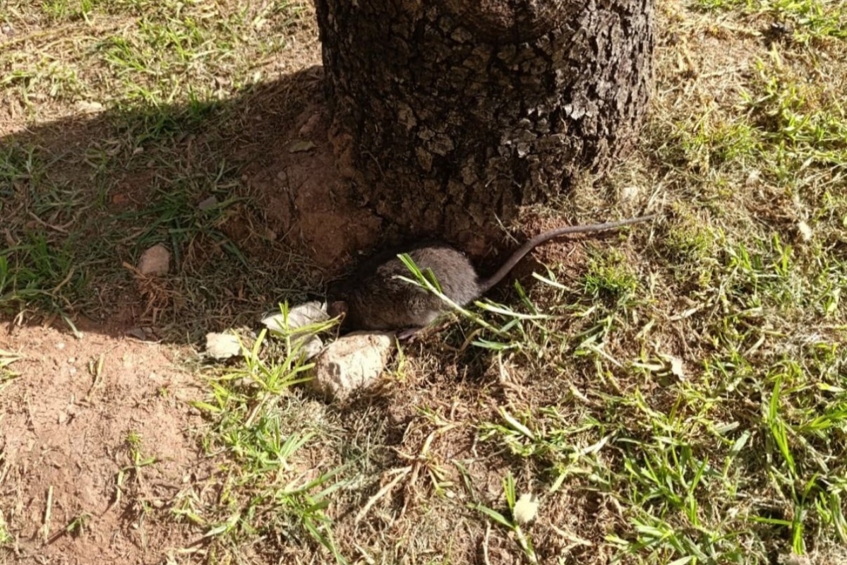 El PSPV de Castelló denuncia la 