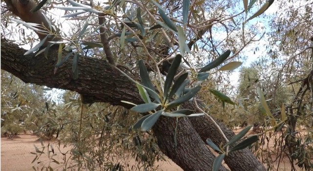 La Unió apunta que la cosecha de aceitunas caerá un 68% en la Comunitat Valenciana por la sequía