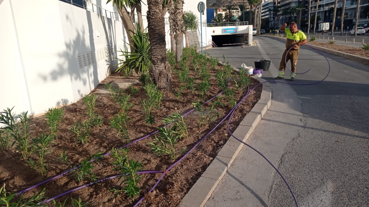 Alicante tropieza con la contrata de zonas verdes: suspende el concurso para corregir errores