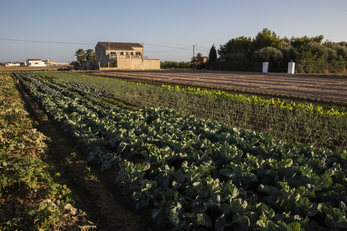 El 'boom' por las fincas rústicas en la Comunitat se dirige ahora hacia la compra de primera vivienda 