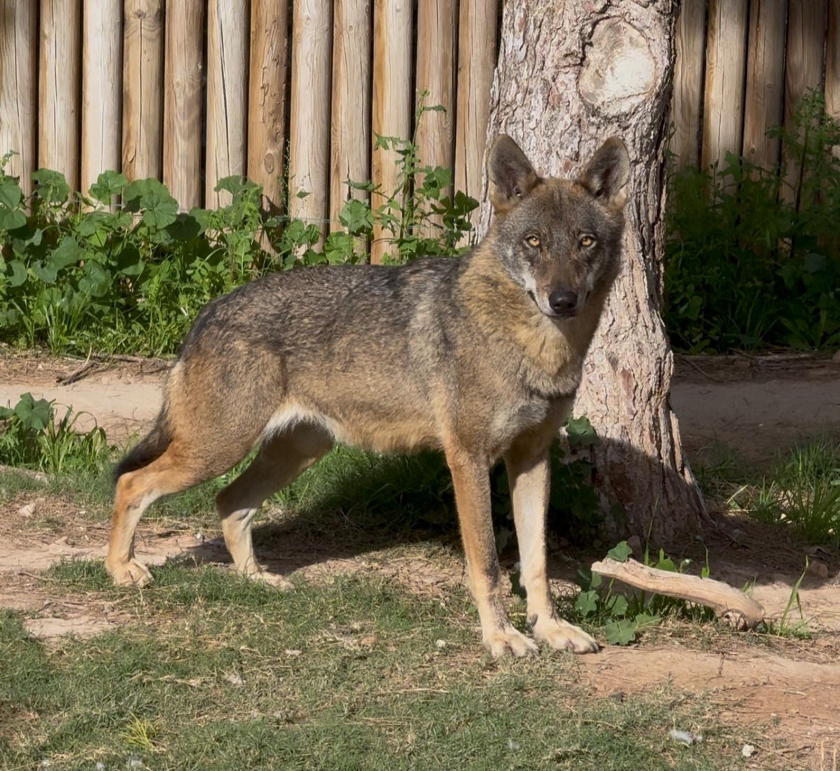 Dos jóvenes lobas ibéricas se 'mudan' a Terra Natura Murcia para participar en un programa de cría en cautividad