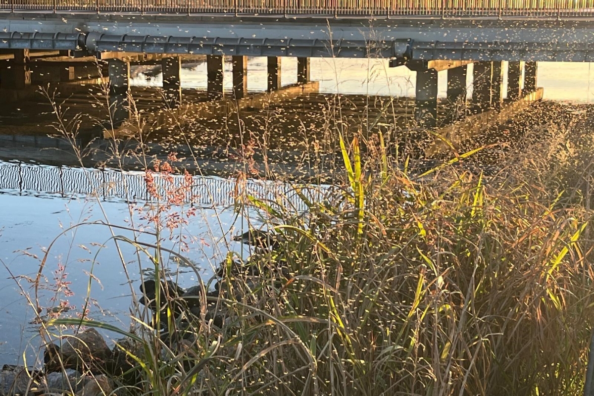 El PSPV advierte que los mosquitos 