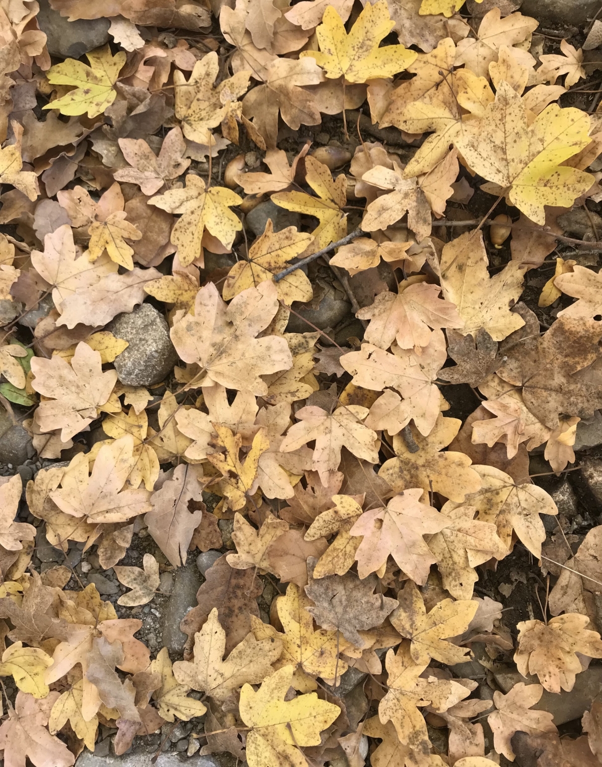 Primavera d’hivern