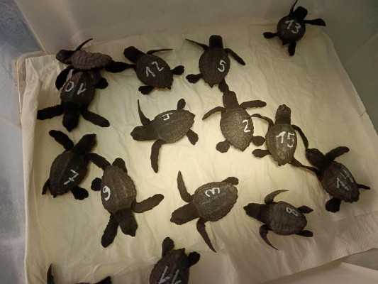 Las 95 tortugas boba nacidas este fin de semana en el kilómetro 15 de La Manga serán trasladadas a los centros de cría

