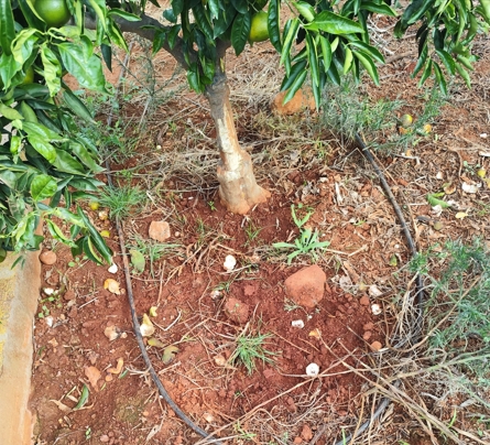 La Unió alerta del aumento de daños por jabalíes en los cítricos de la Plana Baixa y reclama más fondos para su control