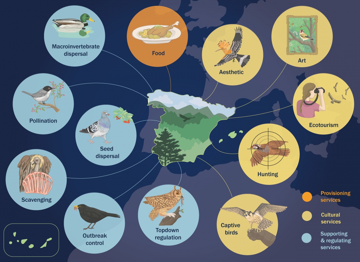 Un estudio de la UA, con la UMH y el CTFC, cuantifica los beneficios que las aves aportan a las personas