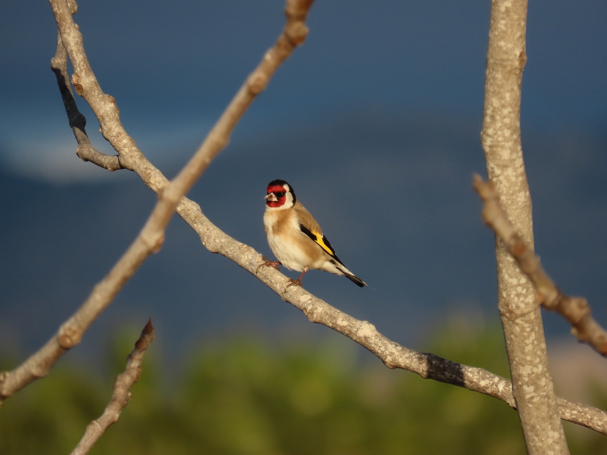 Jilguero. - Foto: PLAZA Jilguero.