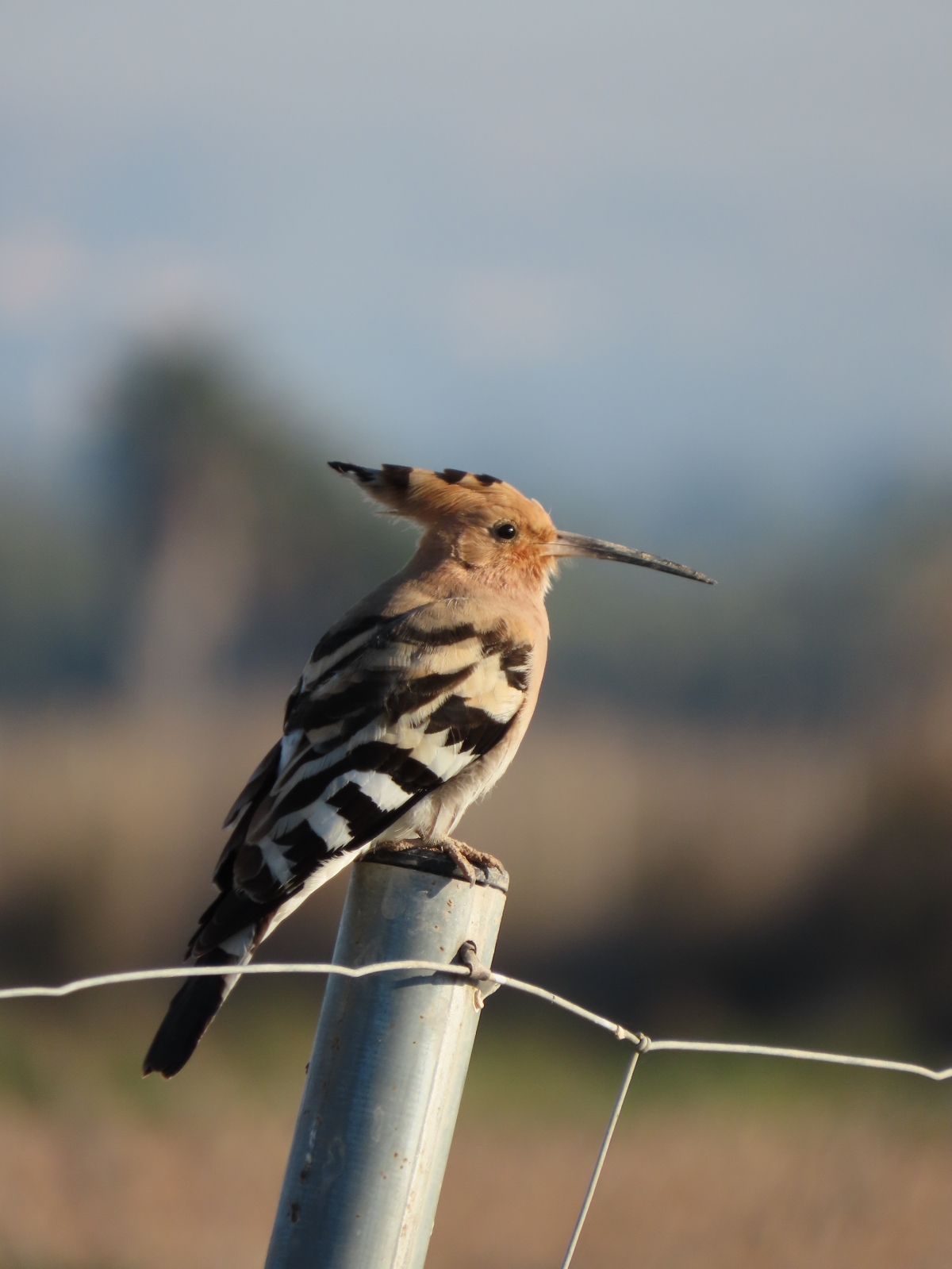 Abubilla. - Foto: PLAZA Abubilla.