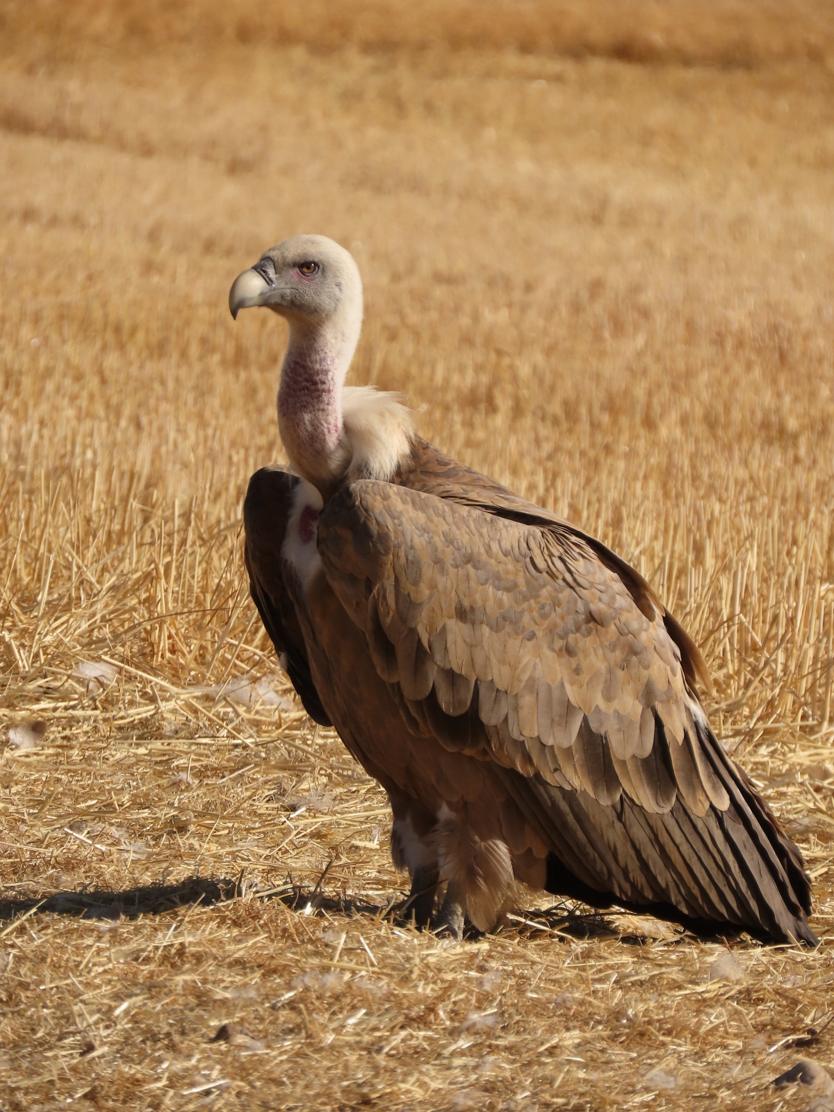 Buitre. - Foto: PLAZA Buitre.