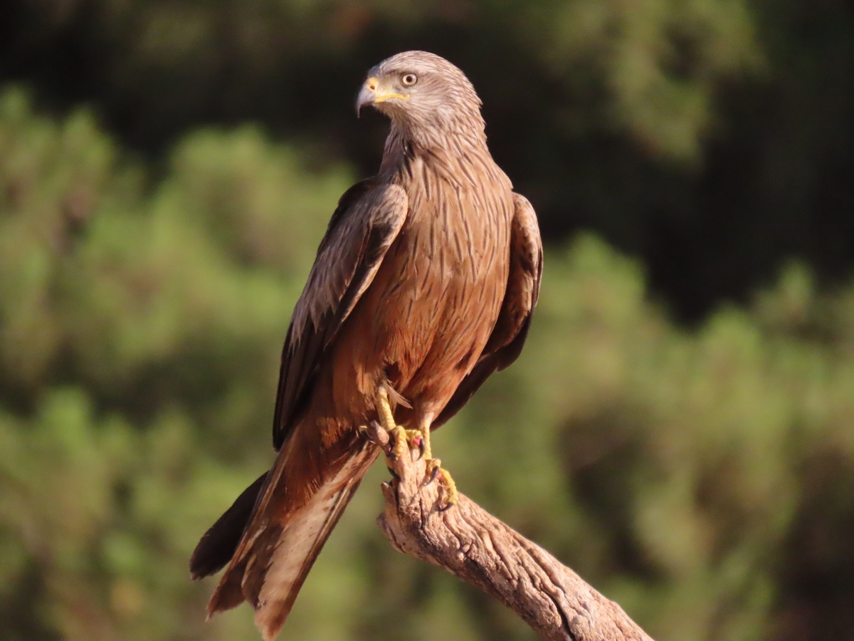 Milano. - Foto: PLAZA Milano.