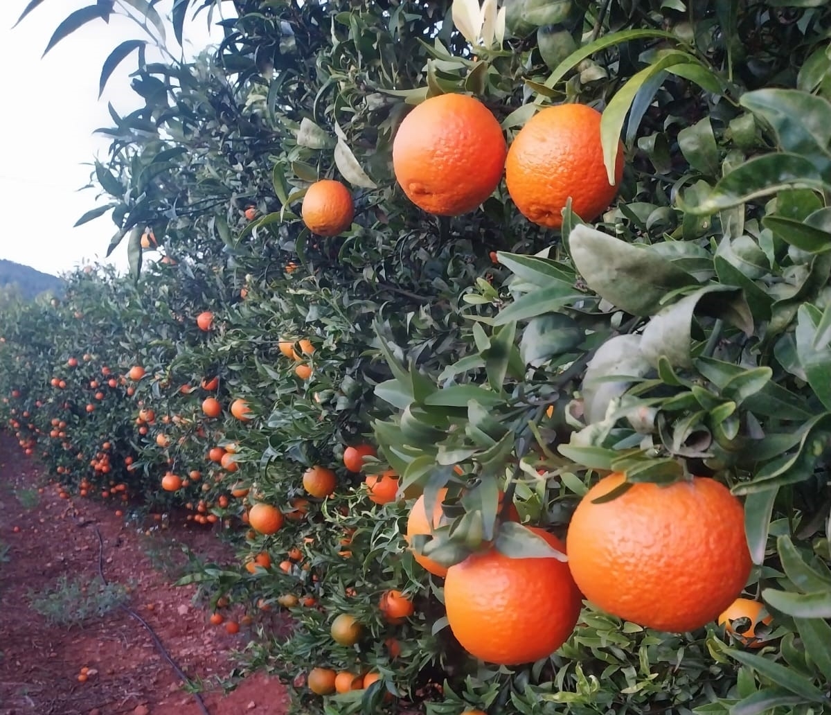 La sobreoferta en el mercado europeo retrasa la recolección y baja precio en origen de la oronules