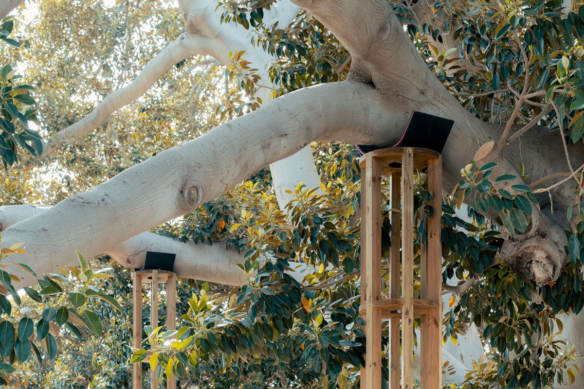 El emblemático ficus de la Muralla del Mar en Cartagena conquista la arquitectura mundial