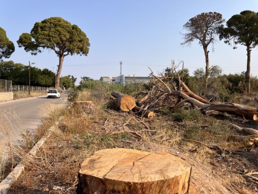 Los pinos centenarios de Churra entran en la Lista Roja del Patrimonio Natural en Peligro 