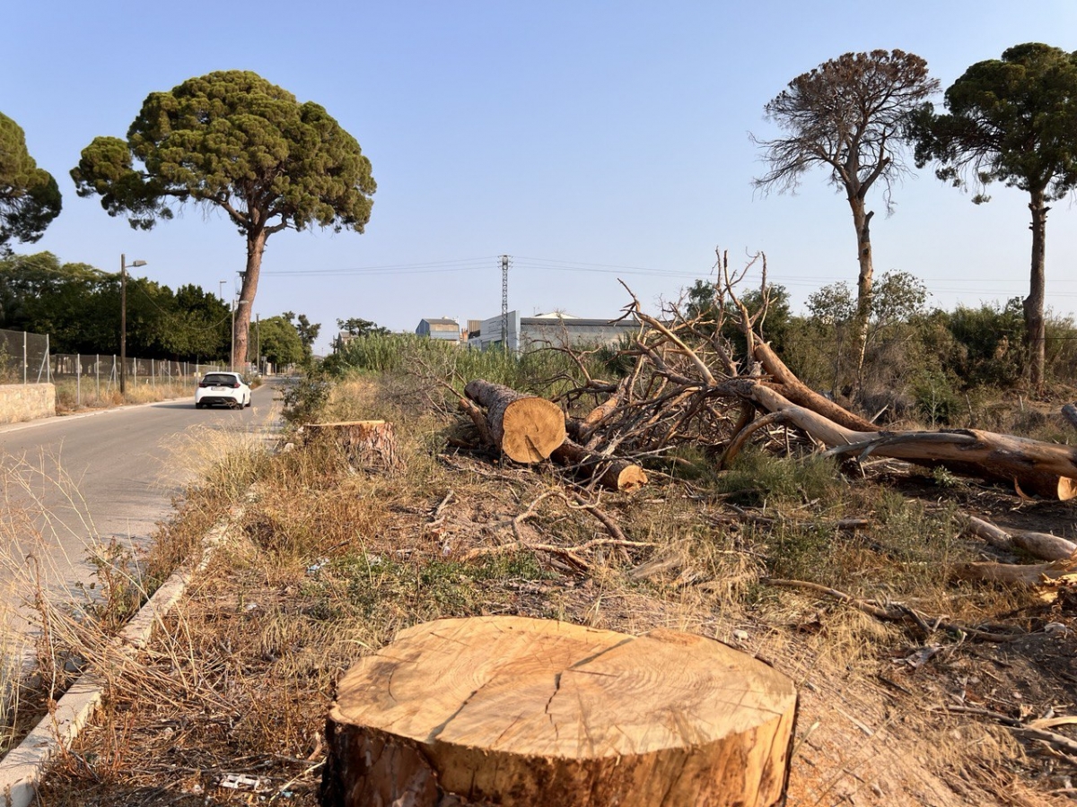 Los pinos centenarios de Churra entran en la Lista Roja del Patrimonio Natural en Peligro 