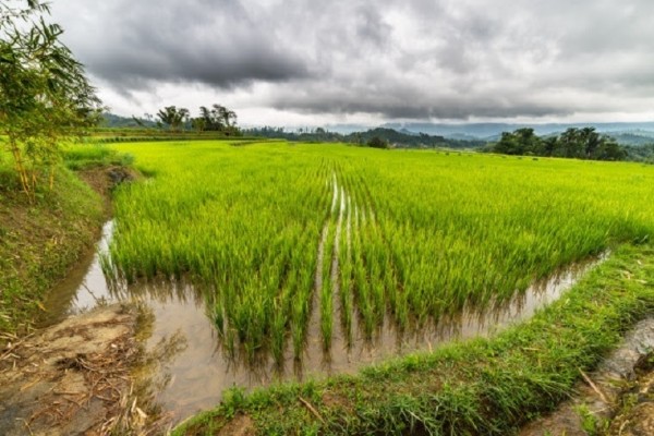Sindicatos y patronal firman un preacuerdo para el convenio del arroz, con un alza salarial del 4% para 2025