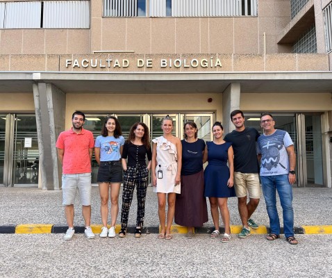 Descubren el papel 'clave' de una proteína implicada en el correcto funcionamiento del sistema inmunitario
