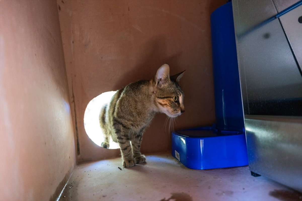 La Comunitat Valenciana, entre las primeras autonomías con protocolo de gestión de colonias felinas