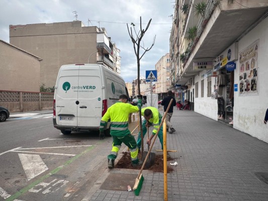 Burriana impulsa la renaturalización urbana con la plantación de 47 nuevos árboles 