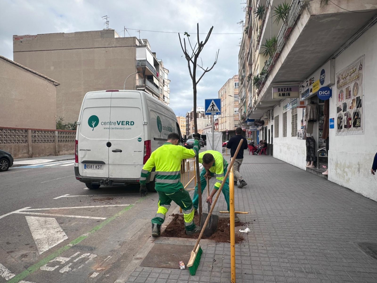 Burriana impulsa la renaturalización urbana con la plantación de 47 nuevos árboles 