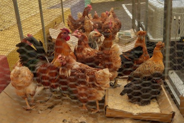 Gripe aviar: las gallinas dejan de ser camperas