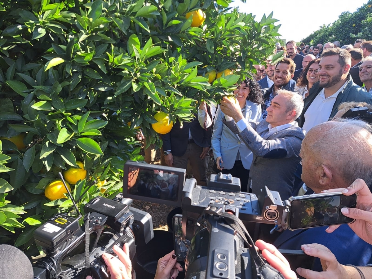 Arranca la campaña 2025-2026 de la IGP Cítricos Valencianos