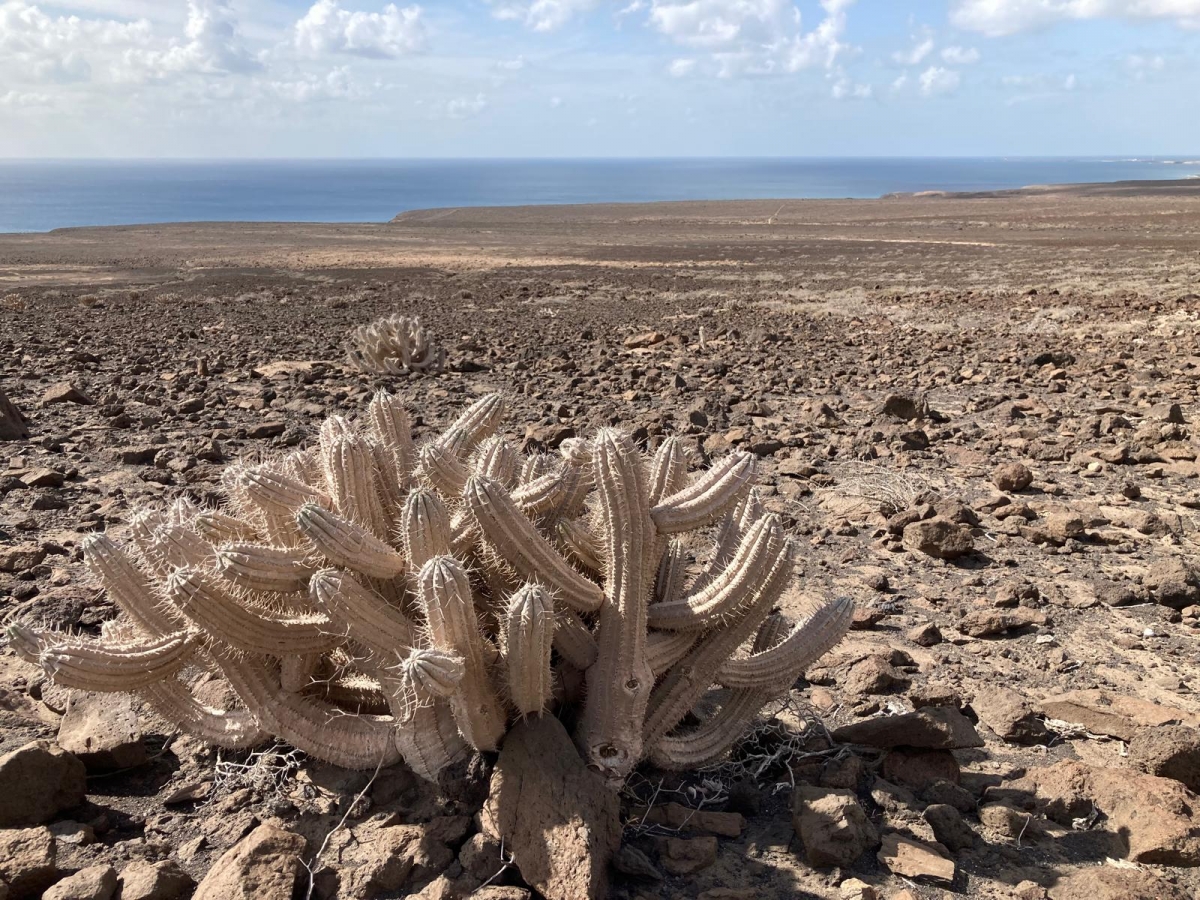 Zona árida en Fuerteventura. - Foto: José Antonio Sánchez-Zapata Zona árida en Fuerteventura.