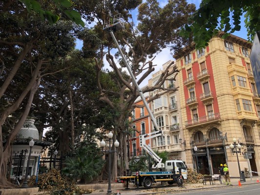 Alicante aborda la poda de los ficus del Portal de Elche para evitar la caída de ramas
