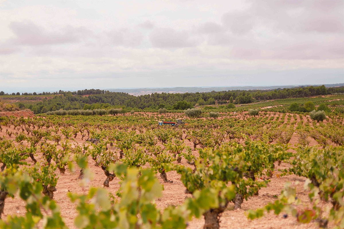 Coviñas se une a la marca 'Producto Cooperativo', celebrando 60 años de cooperación y compromiso