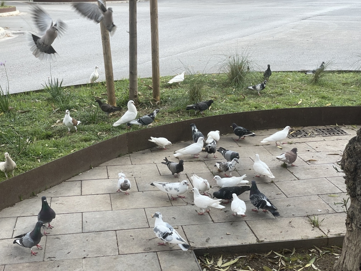 El Ayuntamiento autoriza a Nuevo Centro a capturar hasta 1.000 palomas para el control de la especie