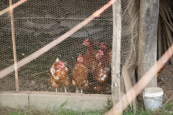 El Gobierno confina todas las granjas de aves de corral de España por la gripe aviar