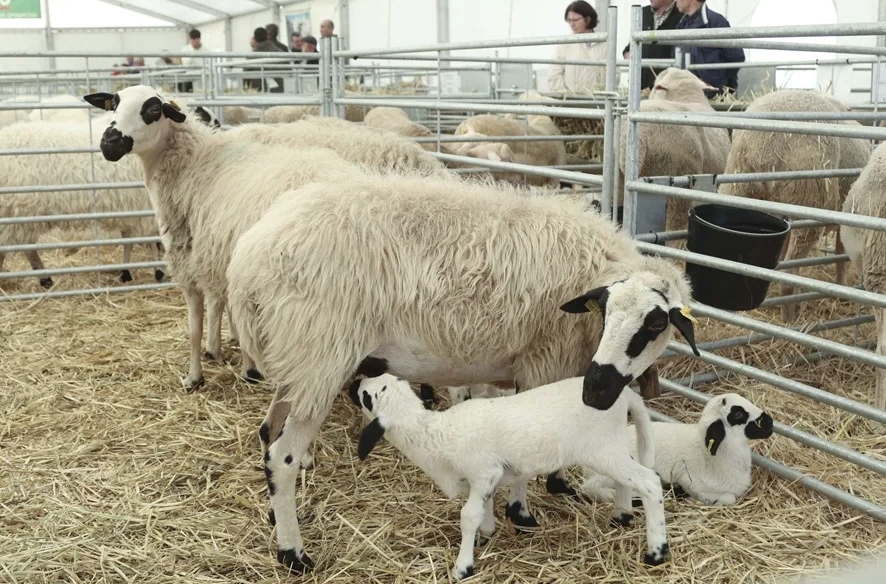 La UE acuerda normas contra prácticas comerciales desleales en el sector agroalimentario