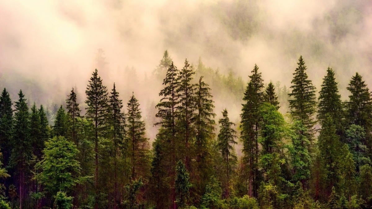 La Eurocámara aprueba tramitar de urgencia la propuesta para simplificar la ley de deforestación