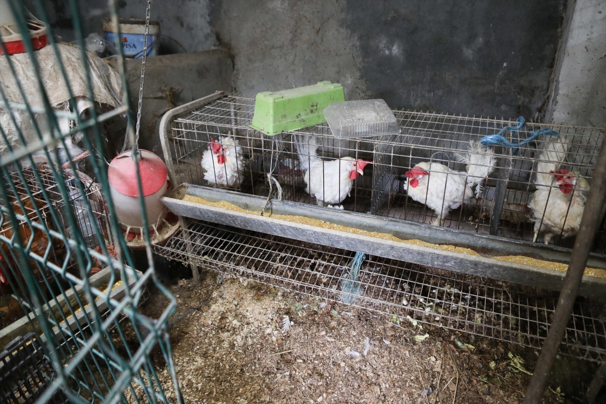 Sacrificadas 2,5 millones de gallinas tras notificarse 14 focos de gripe aviar en España