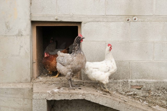 Gripe aviar: un total de 457 granjas deben confinar las gallinas en la Comunitat Valenciana