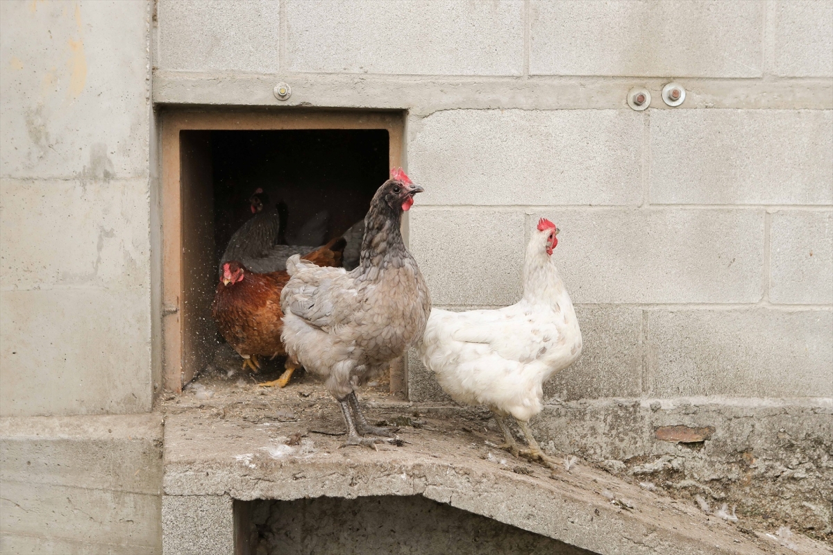 Gripe aviar: un total de 457 granjas deben confinar las gallinas en la Comunitat Valenciana