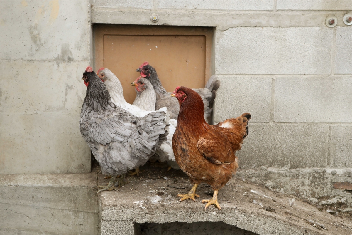 2025, el año en el que la peste porcina y la gripe aviar pusieron en juego millones de euros