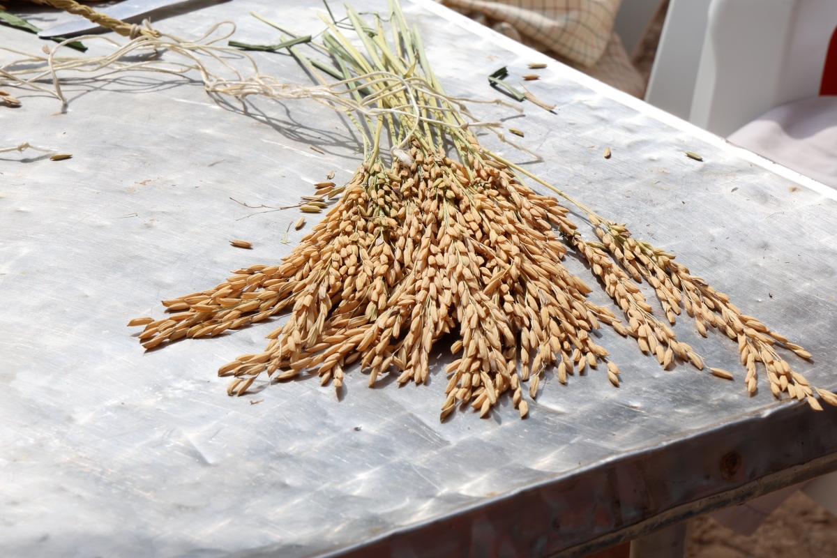 Catarroja reclama ayudas para los agricultores afectados por la Pyricularia en los arrozales locales