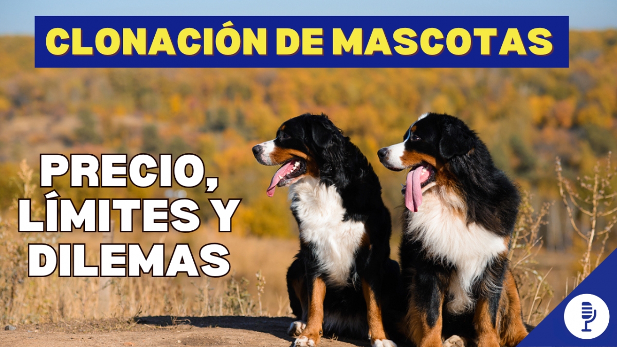 Clonar mascotas: precio, límites y dilemas