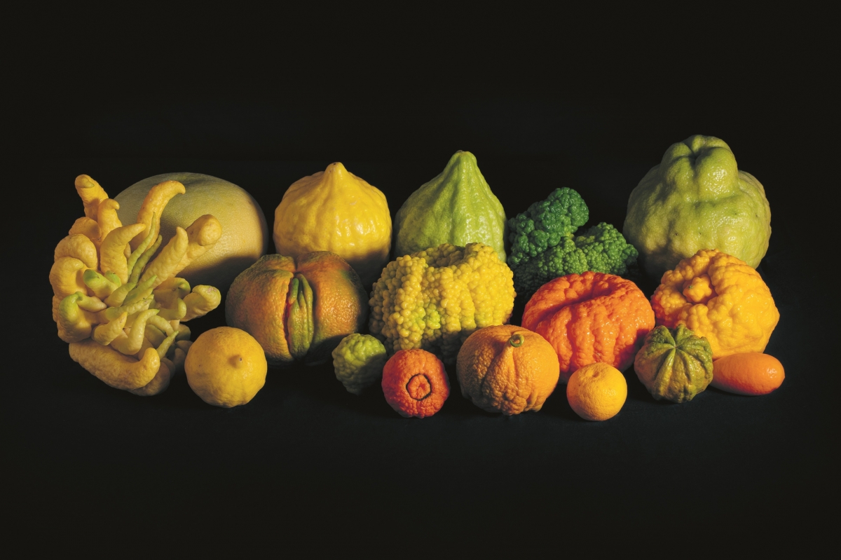 Imagen que ilustra Quisiera crear un jardín (y verlo crecer) 