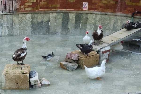 Retiran patos y gansos de parques de Cartagena por prevención de gripe aviar