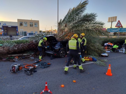 Un joven de 22 años fallece al caerle sobre el coche que conducía una palmera en Torrevieja