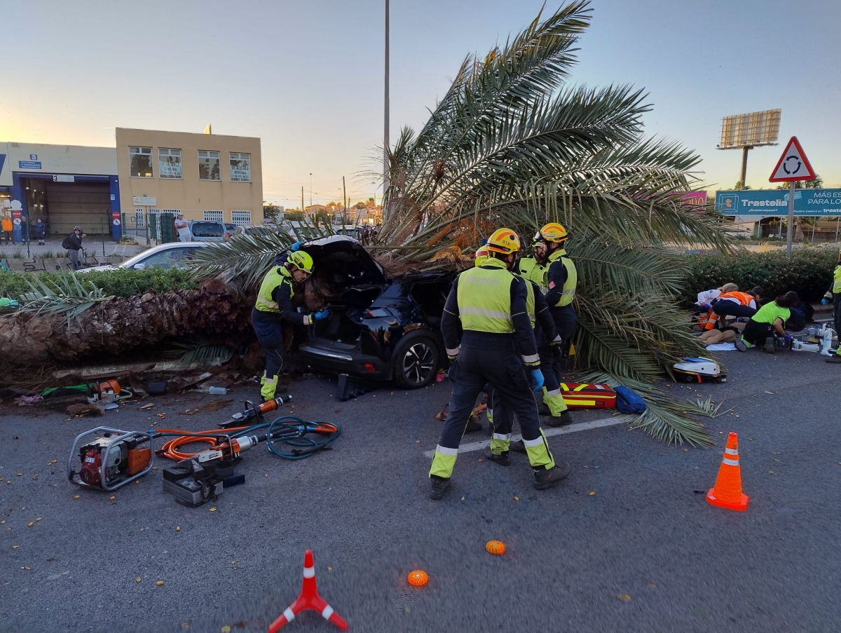 Torrevieja revisará en 48 horas todas las palmeras de la CV-905 tras la muerte de un conductor de 22 años