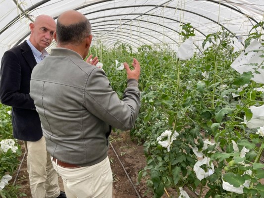 València celebrará charlas en las pedanías para difundir la recuperación de variedades de tomate