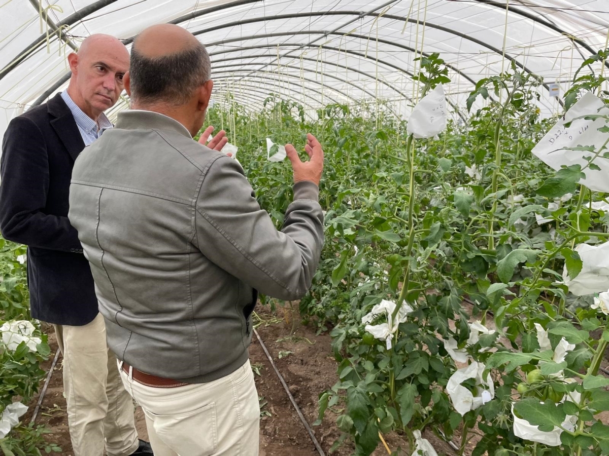 València celebrará charlas en las pedanías para difundir la recuperación de variedades de tomate