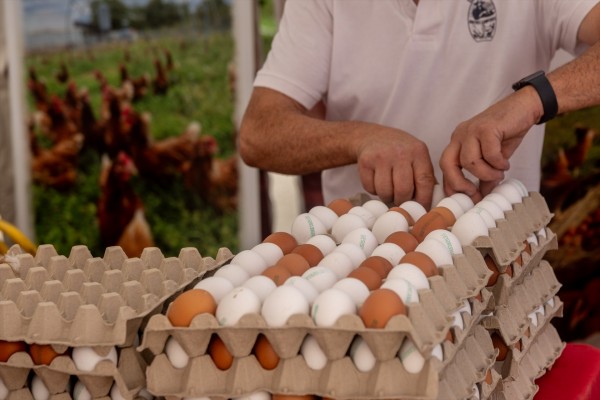 La gripe aviar impulsa al alza el precio del huevo tras sacrificar 2,7 millones de aves